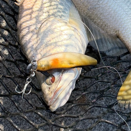 THE DALY RIVER PACK