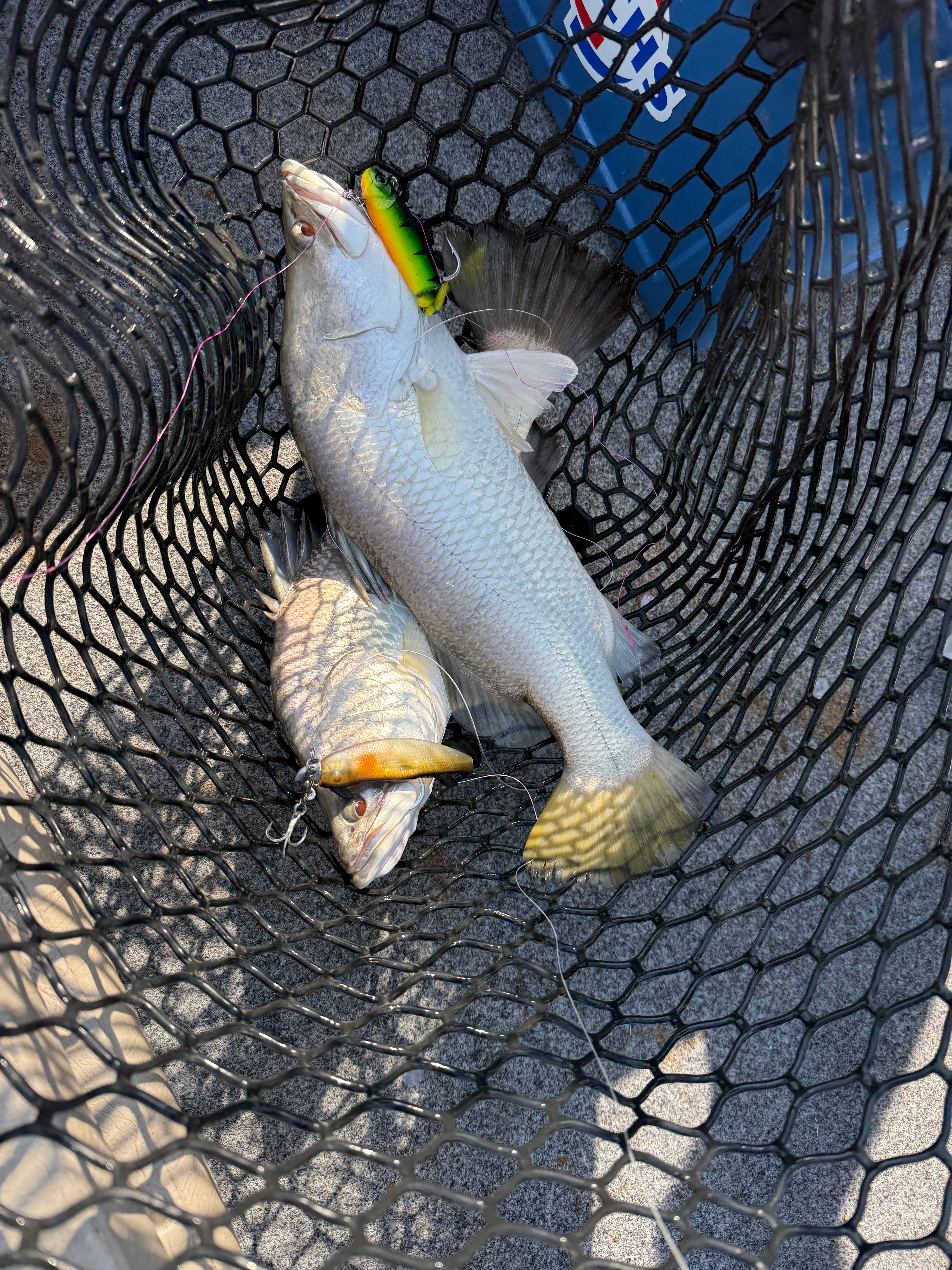WEDGE TAILS