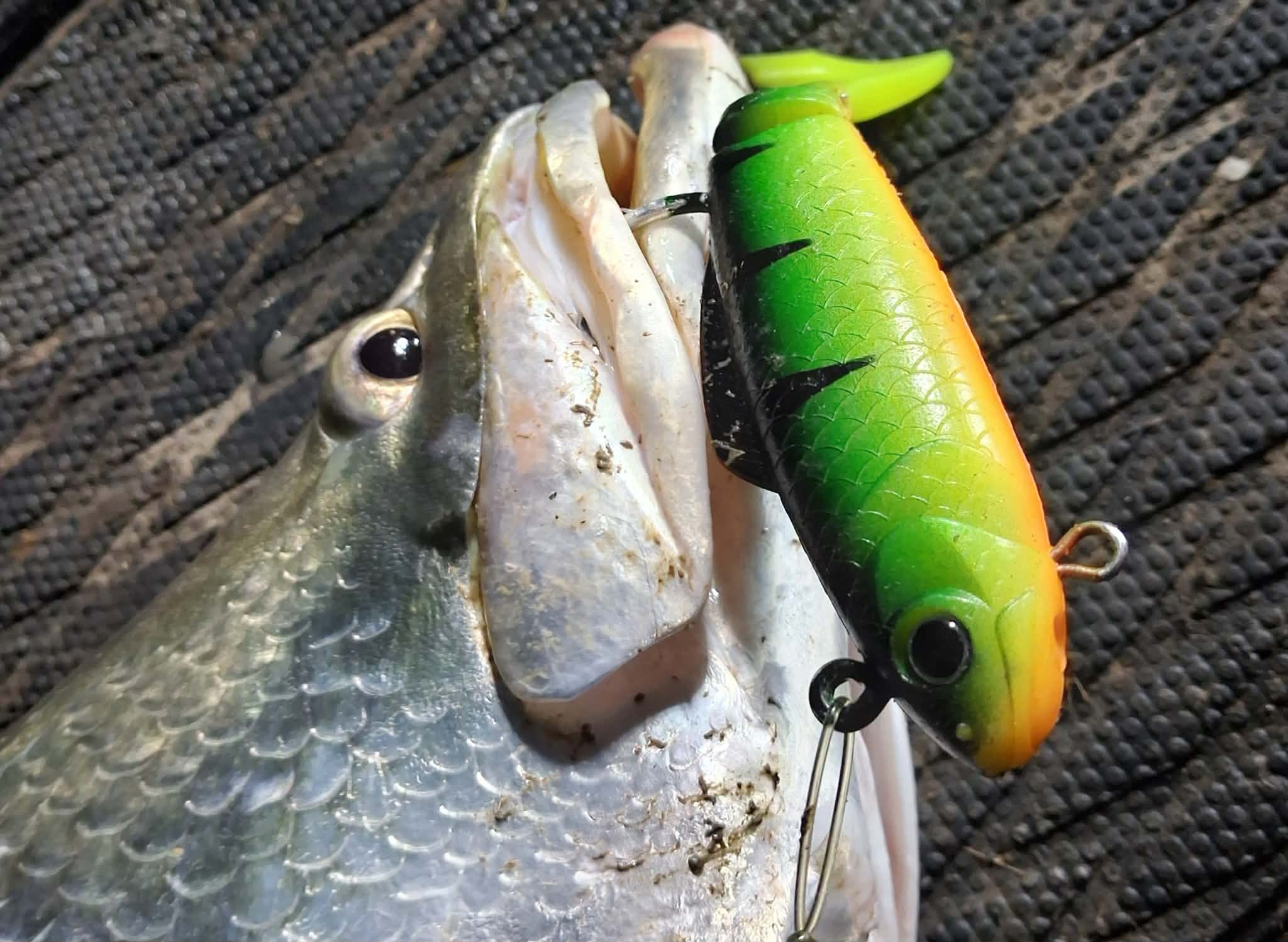 WEDGE TAILS