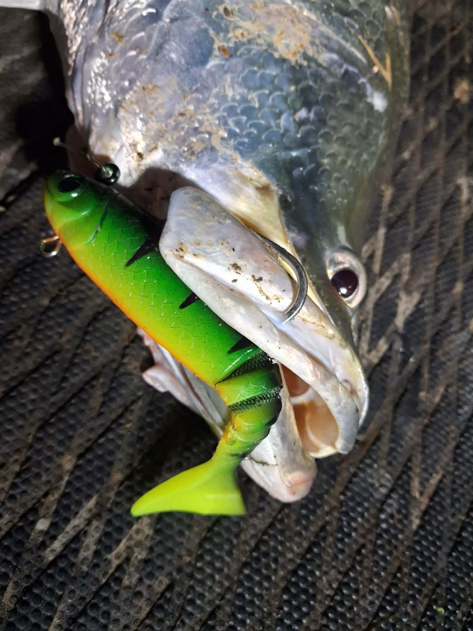 WEDGE TAILS